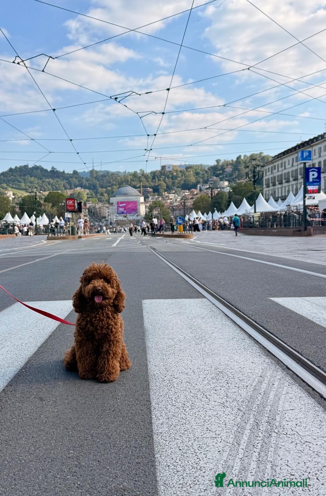 Barboncino Toy cani Cercasi fidanzatina!! - Annuncio 7