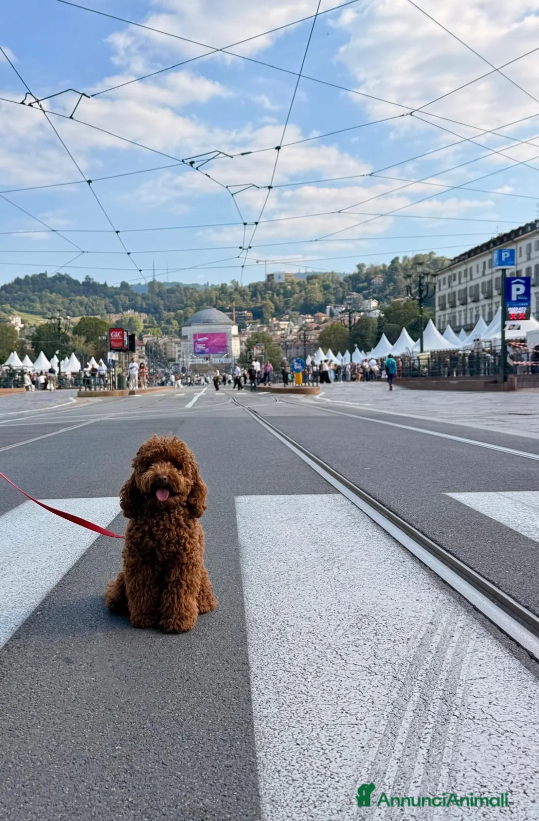 Barboncino Toy cani per accoppiamento: Cercasi fidanzatina!! a Città Metropolitana di Torino - Annuncio 1