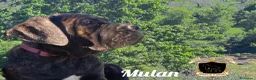Cane Corso cani in vendita: Cane Corso cucciola - Annuncio 4