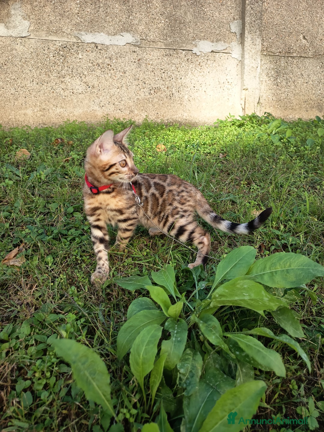 Bengala gatti in vendita: Meravigliosa bengalina  - Annuncio 7