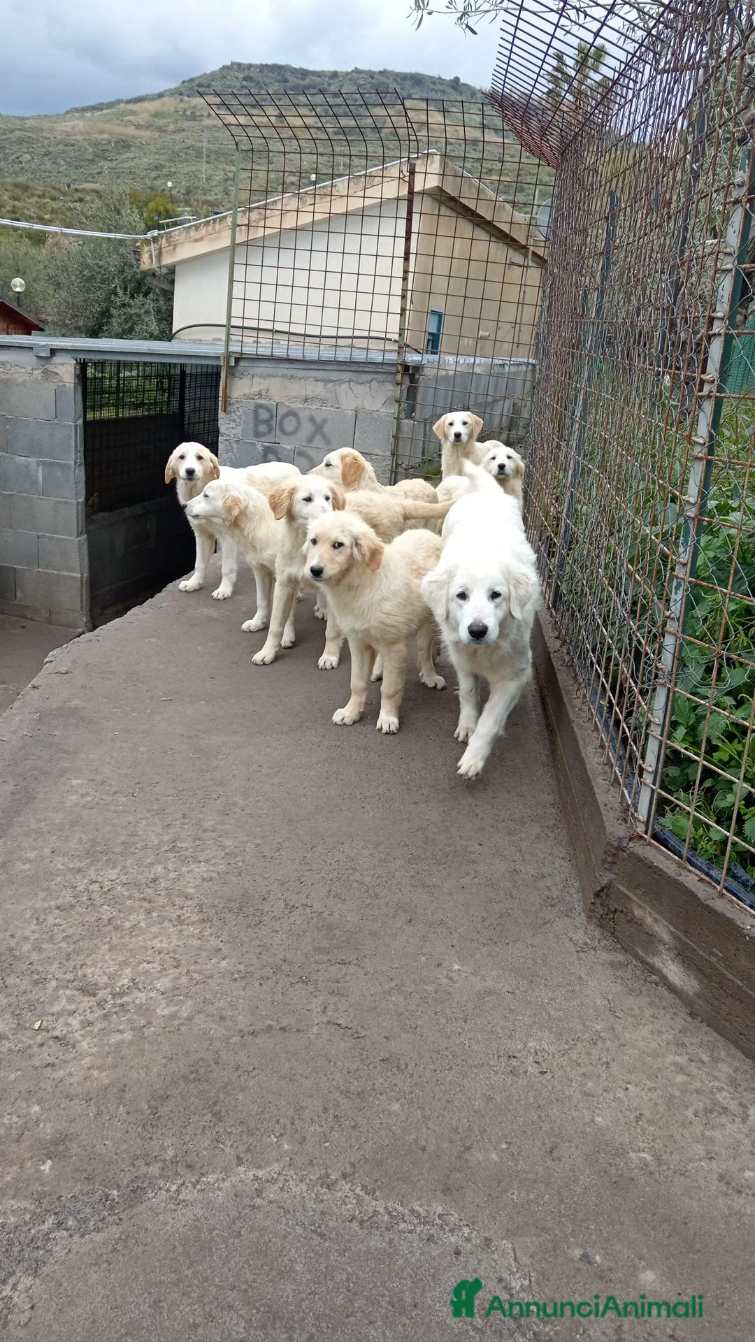 Pastore Maremmano cani in regalo: Maremmano cuccioli e Mamma Perla - Annuncio 1