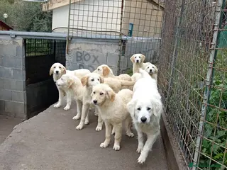 Pastore Maremmano cani Maremmano cuccioli e Mamma Perla - Annuncio 1