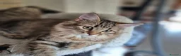 Siberiano gatti in vendita: Dolce Nina - Annuncio 5