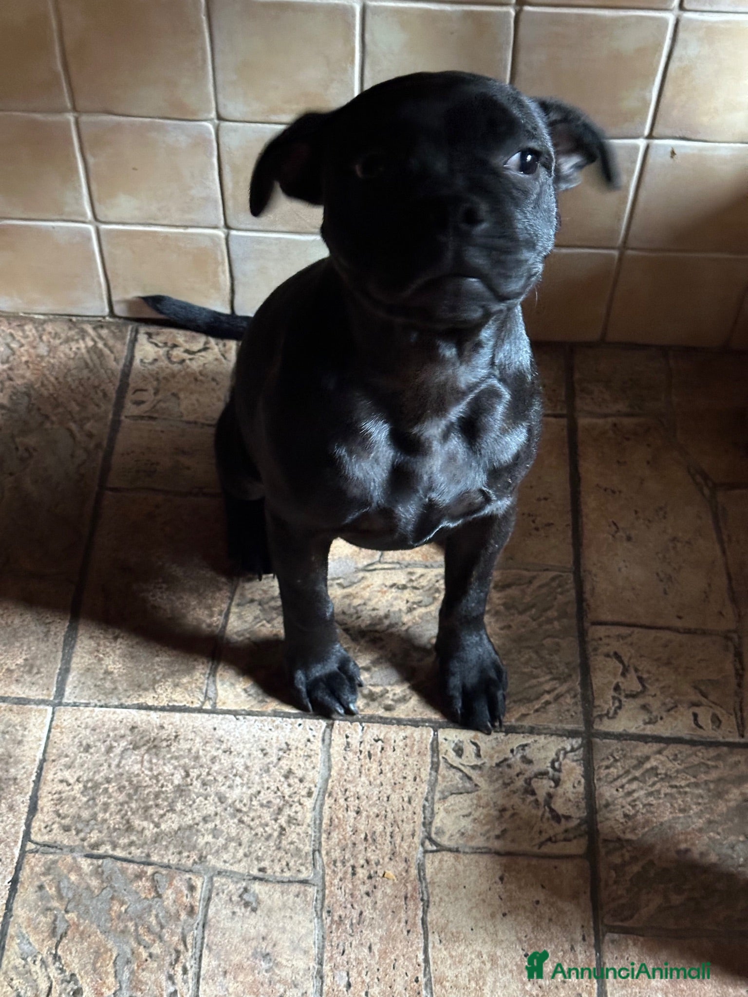 Staffordshire cani Scimmietta  - Annuncio 2