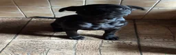 Staffordshire cani in vendita: Scimmietta  a Provincia di Frosinone - Annuncio 1