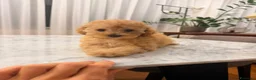 Barboncino Toy cani in vendita: Cucciola di Barboncino Toy Fulvo Albicocca - Annuncio 4
