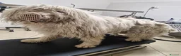 Meticcio cani in regalo: BELLE BELLISSIMO CERCA CASA - Annuncio 10