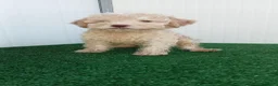 Lagotto cani in vendita: Lagotto Romagnolo  - Annuncio 16