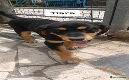 Meticcio cani in regalo: TIARA cucciola dolce a Città Metropolitana di Bologna - Immagine 8