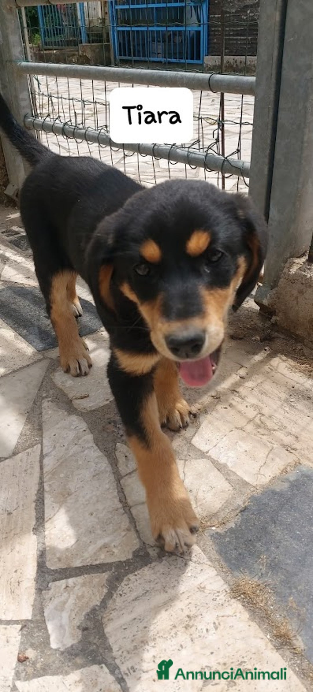 Meticcio cani in regalo: TIARA cucciola dolce a Città Metropolitana di Bologna - Immagine 8