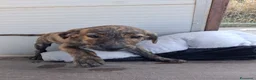 Meticcio cani in regalo: Cucciola 2 mesi a Provincia di Arezzo - Annuncio 3