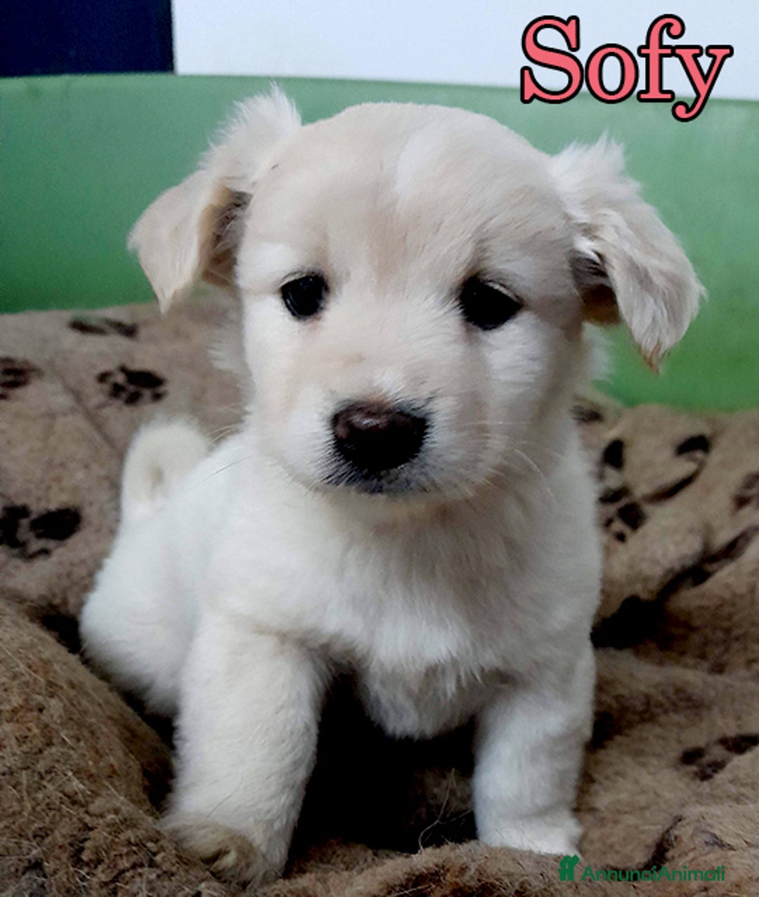 Meticcio cani in regalo: Sofy e Rio, dolcissimi cuccioli in adozione - Annuncio 4