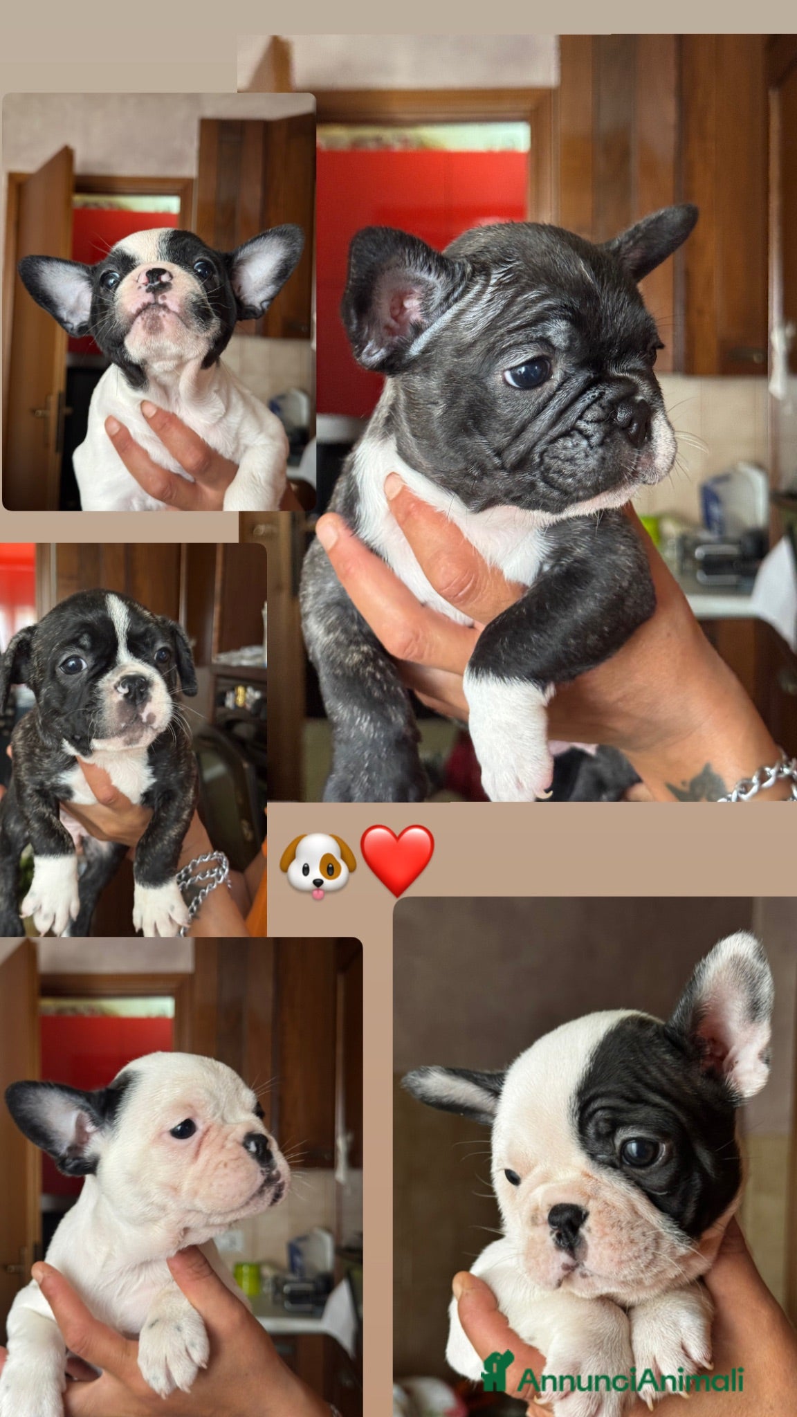 Bulldog Francese cani Cuccioli di bulldog Francesce  - Annuncio 1