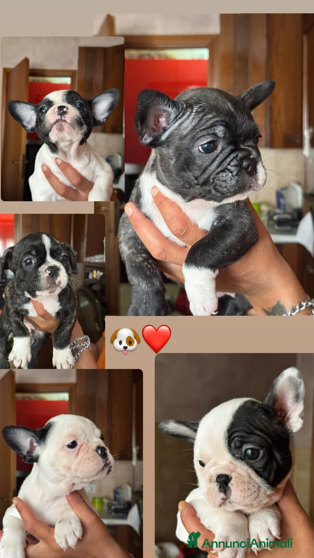 Bulldog Francese cani in vendita: Cuccioli di bulldog Francesce  a Provincia di Campobasso - Annuncio 1