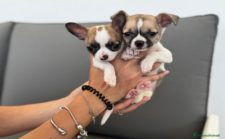 Chihuahua cani a Provincia di Brindisi - Annuncio 18