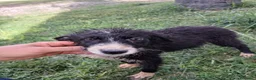 Meticcio cani in regalo: DRUSILLA 🩷 IL FASCINO È SPETTINATO ⭐ a Provincia di Vicenza - Annuncio 6