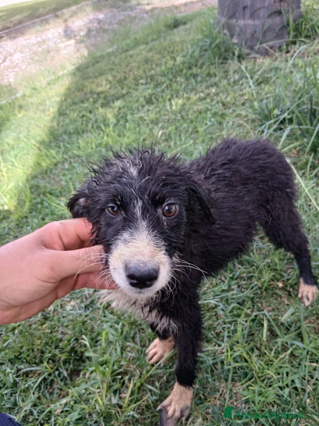 Meticcio cani in regalo: DRUSILLA 🩷 IL FASCINO È SPETTINATO ⭐ a Provincia di Vicenza - Annuncio 6