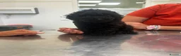 Barboncino cani in vendita: Barboncino nano nero  - Annuncio 6