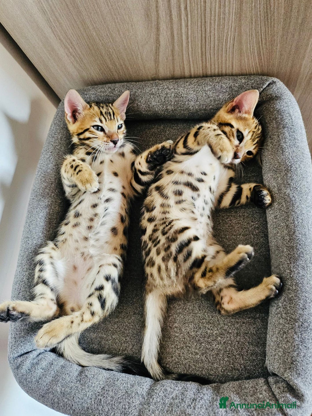 Bengala gatti in vendita: Bengala cuccioli 2 mesi con pedigree a Provincia di Alessandria - Immagine 2