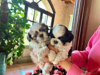 Shih Tzu cani SHIHTZU CUCCIOLI a Provincia di Modena - Annuncio 24