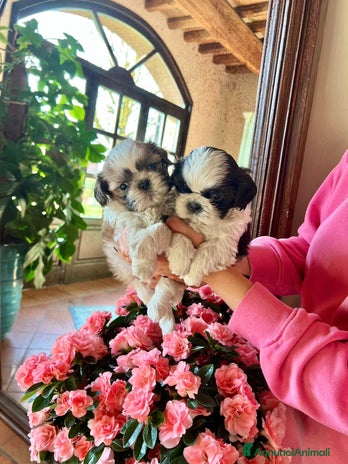 Shih Tzu cani a Provincia di Modena - Annuncio 5
