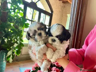 Shih Tzu cani SHIHTZU CUCCIOLI a Provincia di Modena - Annuncio 10