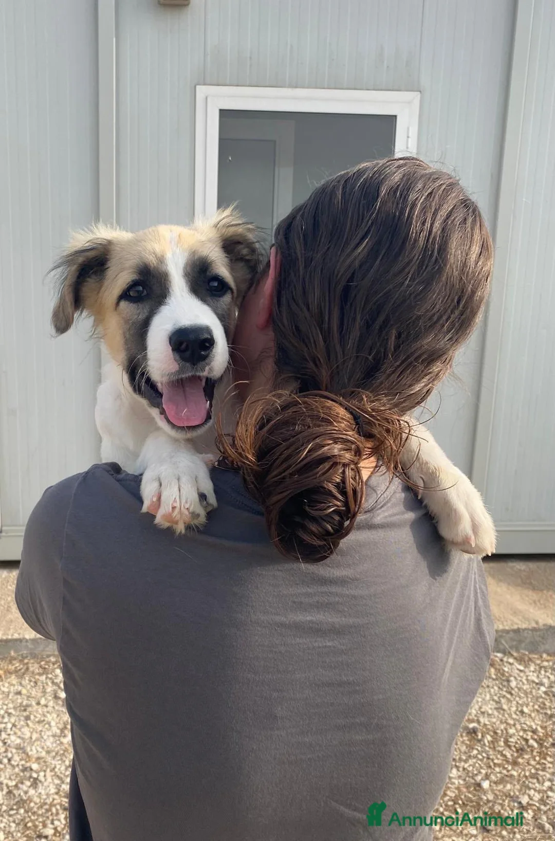 Meticcio cani in regalo: 🌟 SATURNO È IN CERCA DI UNA FAMIGLIA PER SEMPRE! - Annuncio 5