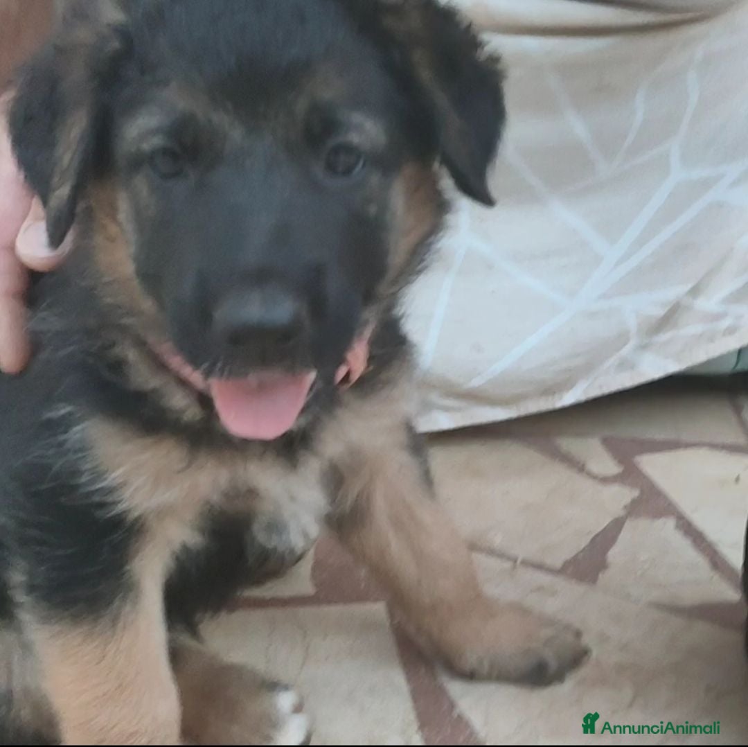 Meticcio cani Cuccioli di mamma pastore tedesco  - Annuncio 3
