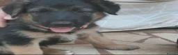Meticcio cani in regalo: Cuccioli di mamma pastore tedesco  a Città Metropolitana di Bari - Annuncio 1