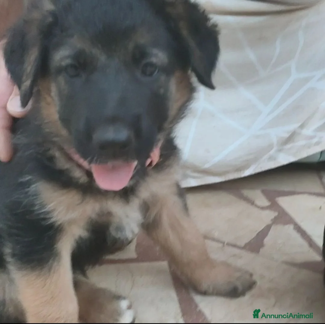 Meticcio cani in regalo: Cuccioli di mamma pastore tedesco  a Città Metropolitana di Bari - Annuncio 1