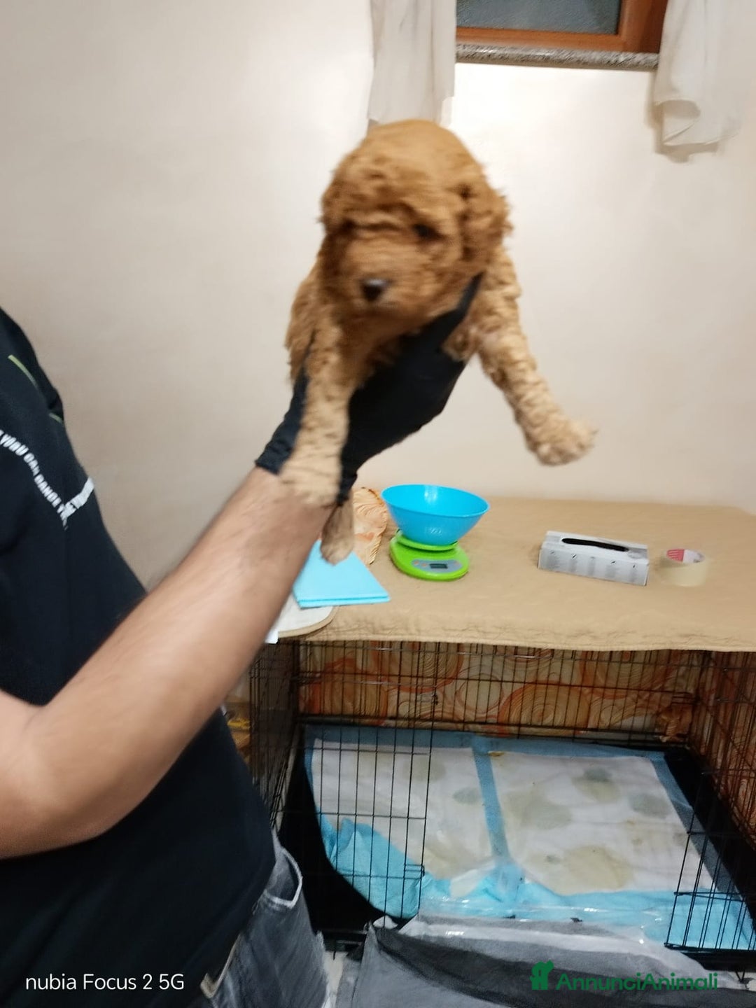 Barboncino cani in vendita: Barboncini nani - Annuncio 6