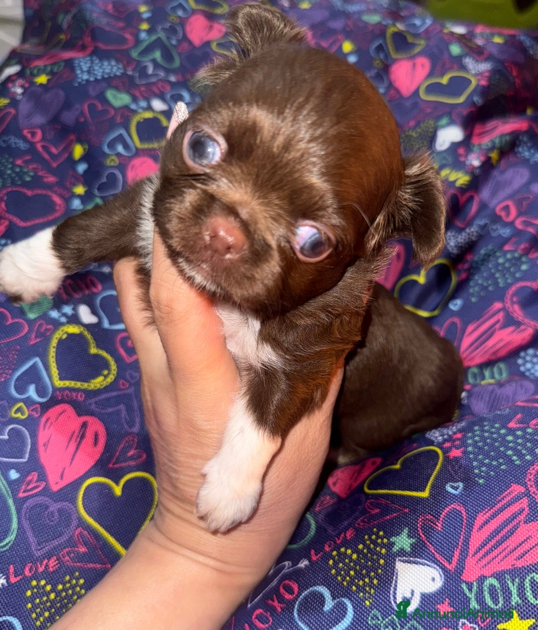 Chihuahua cani in vendita: Chihuahua pelo lungo - Annuncio 3