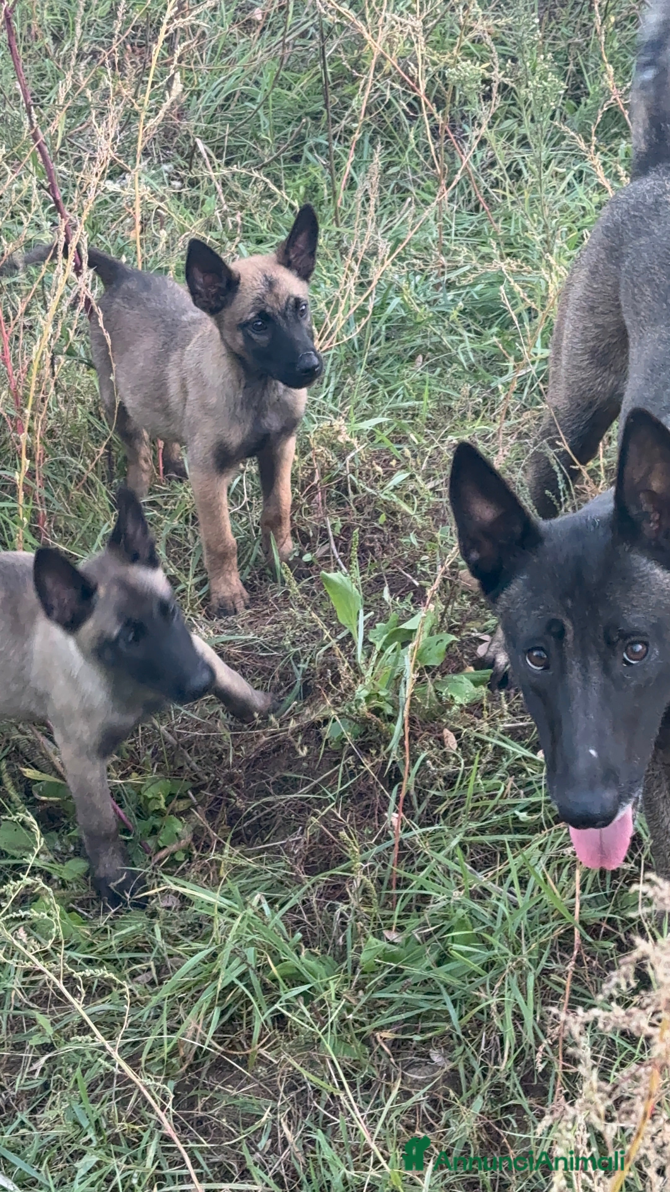 Pastore Belga cani Pastore Belga malinois - Annuncio 5