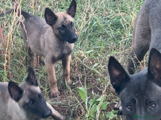 Pastore Belga cani Pastore Belga malinois - Annuncio 27