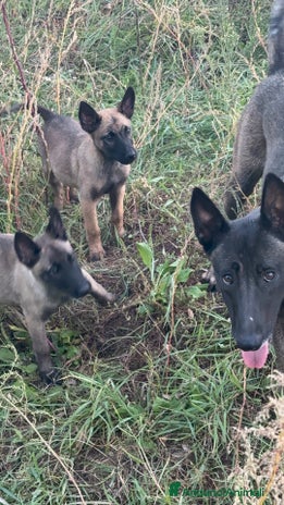 Pastore Belga cani - Annuncio 2