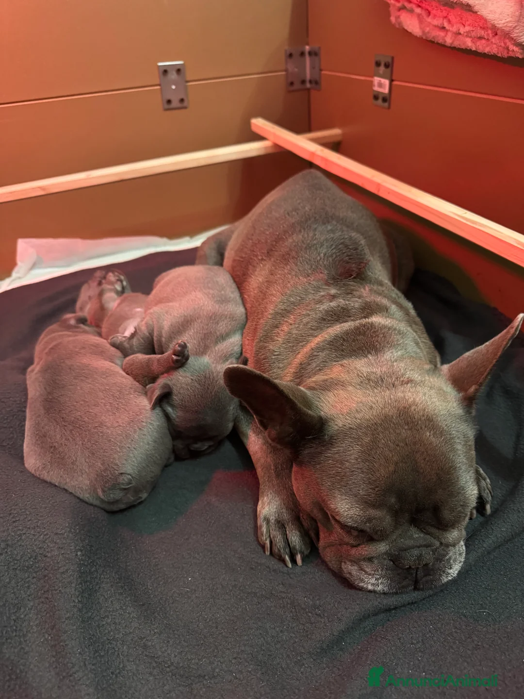 Bulldog Francese cani in vendita: Bulldog francese - Annuncio 9