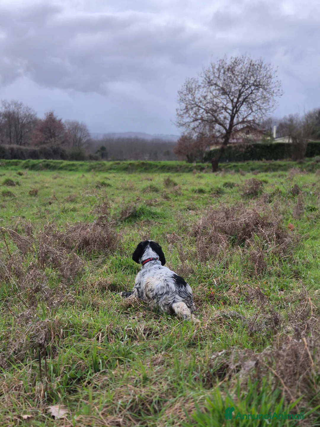 Setter Inglese cani in vendita: Cucciolo setter inglese 6 mesi - Annuncio 3