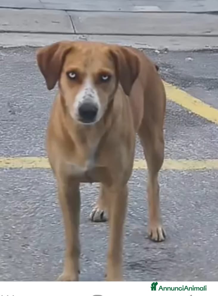 Meticcio cani Livia 2anni kg15 occhi azzurri ok gatti.URGENTE - Annuncio 1