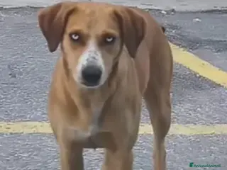 Meticcio cani Livia 2anni kg15 occhi azzurri ok gatti.URGENTE - Annuncio 22