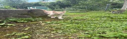 Meticcio gatti in regalo: Gattine  a Provincia di Viterbo - Annuncio 5