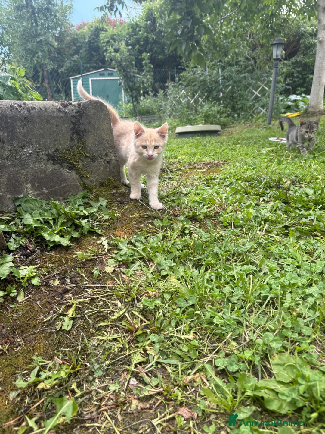 Meticcio gatti in regalo: Gattine  a Provincia di Viterbo - Annuncio 5