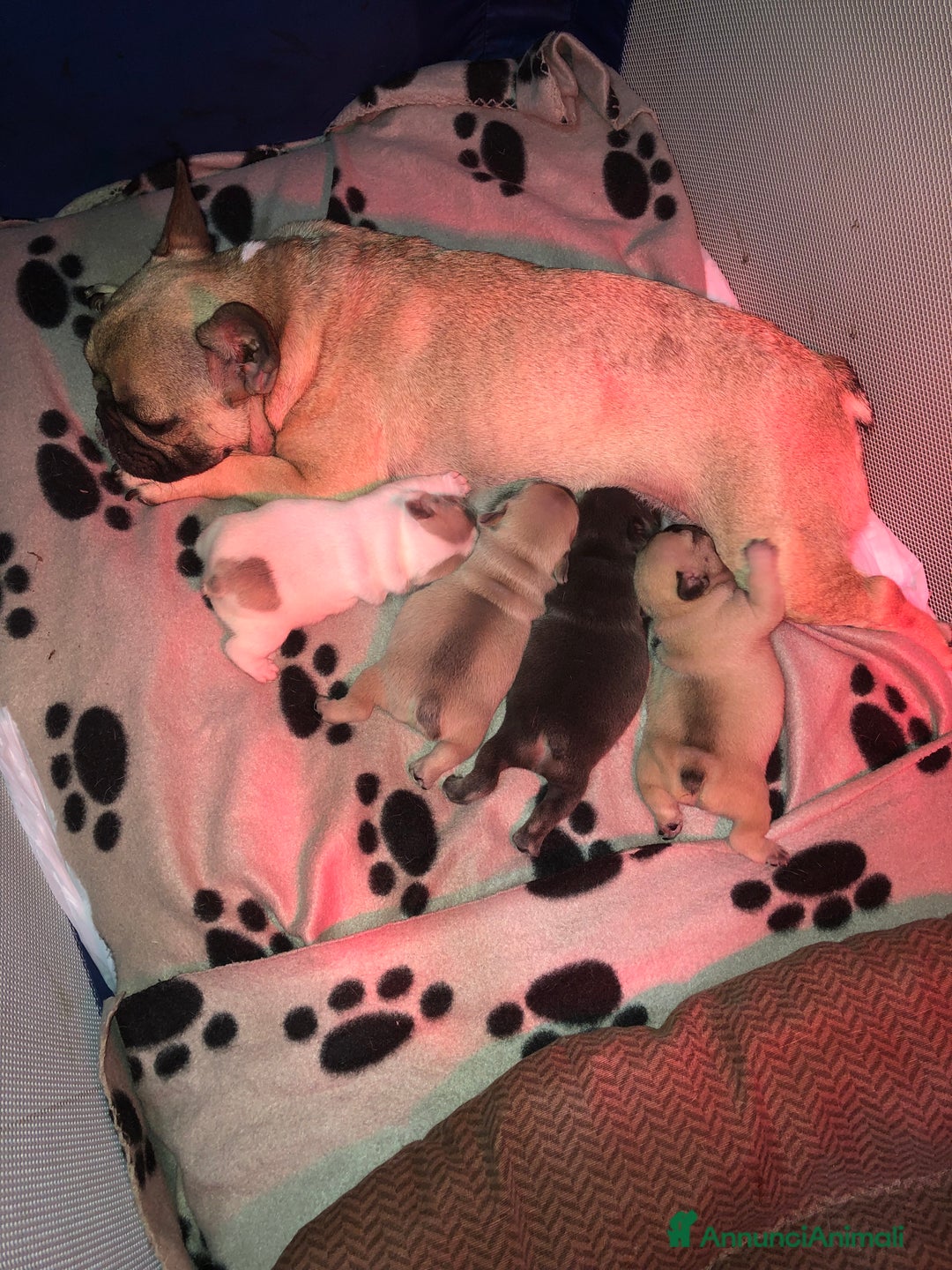 Bulldog Francese cani in vendita: Bulldog Francese cuccioli - Annuncio 8