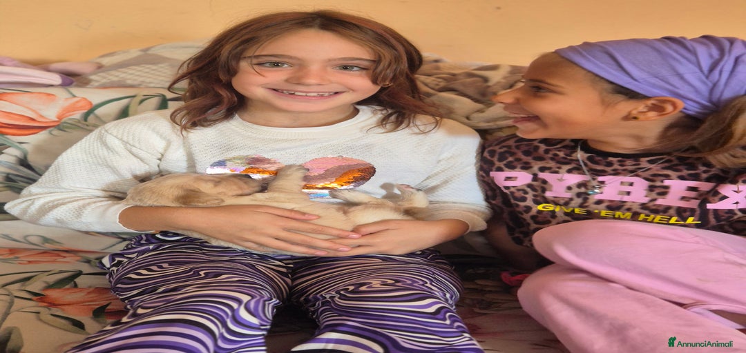 Immagine della galleria {{count}}