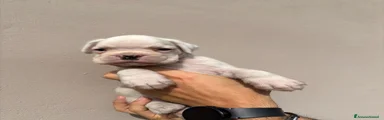 Boxer 2