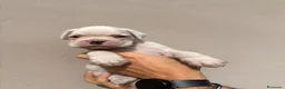 Boxer cani in vendita: Boxer - Annuncio 3