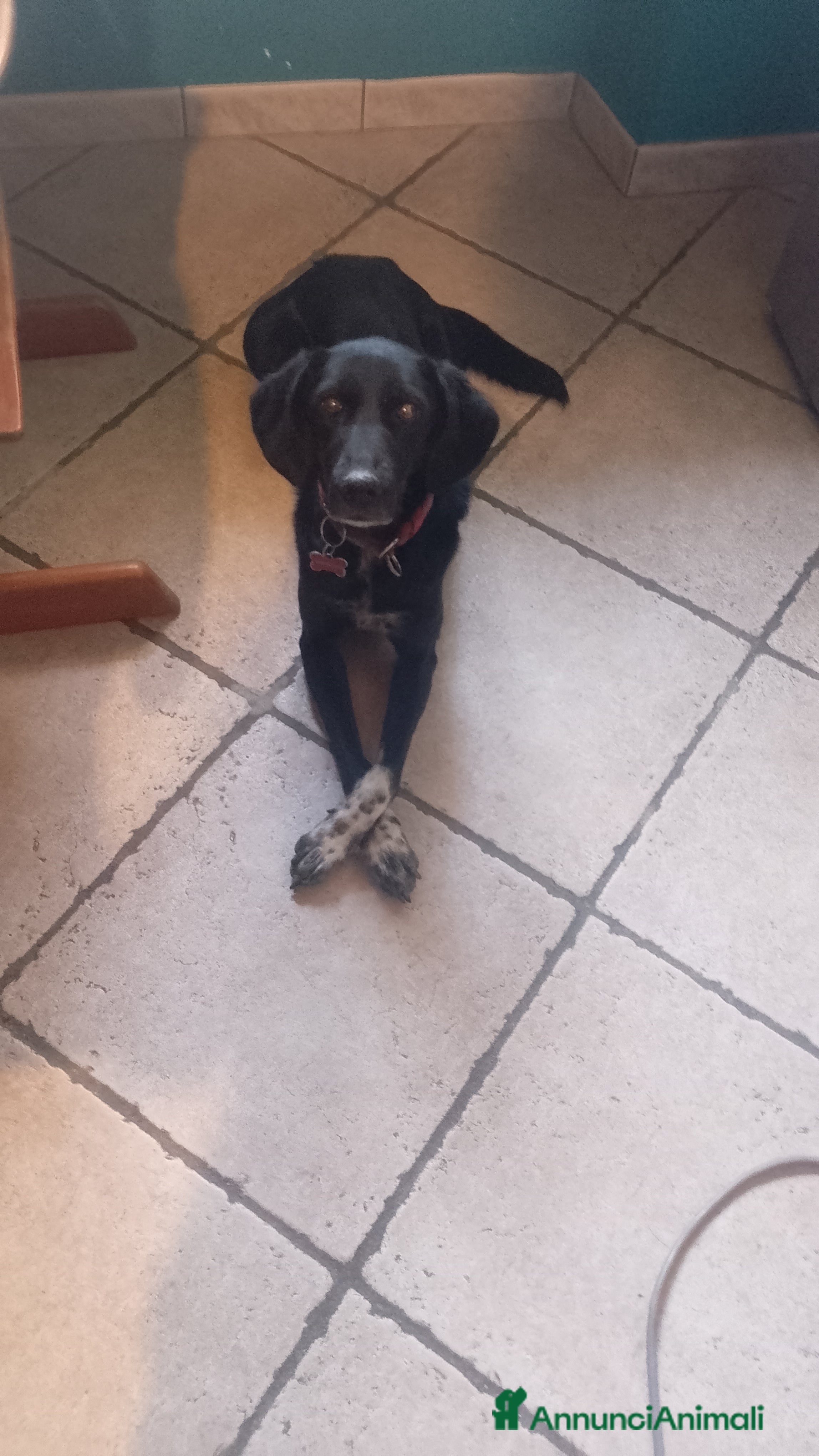 Meticcio cani Ombra 8 anni cerca casa - Annuncio 42