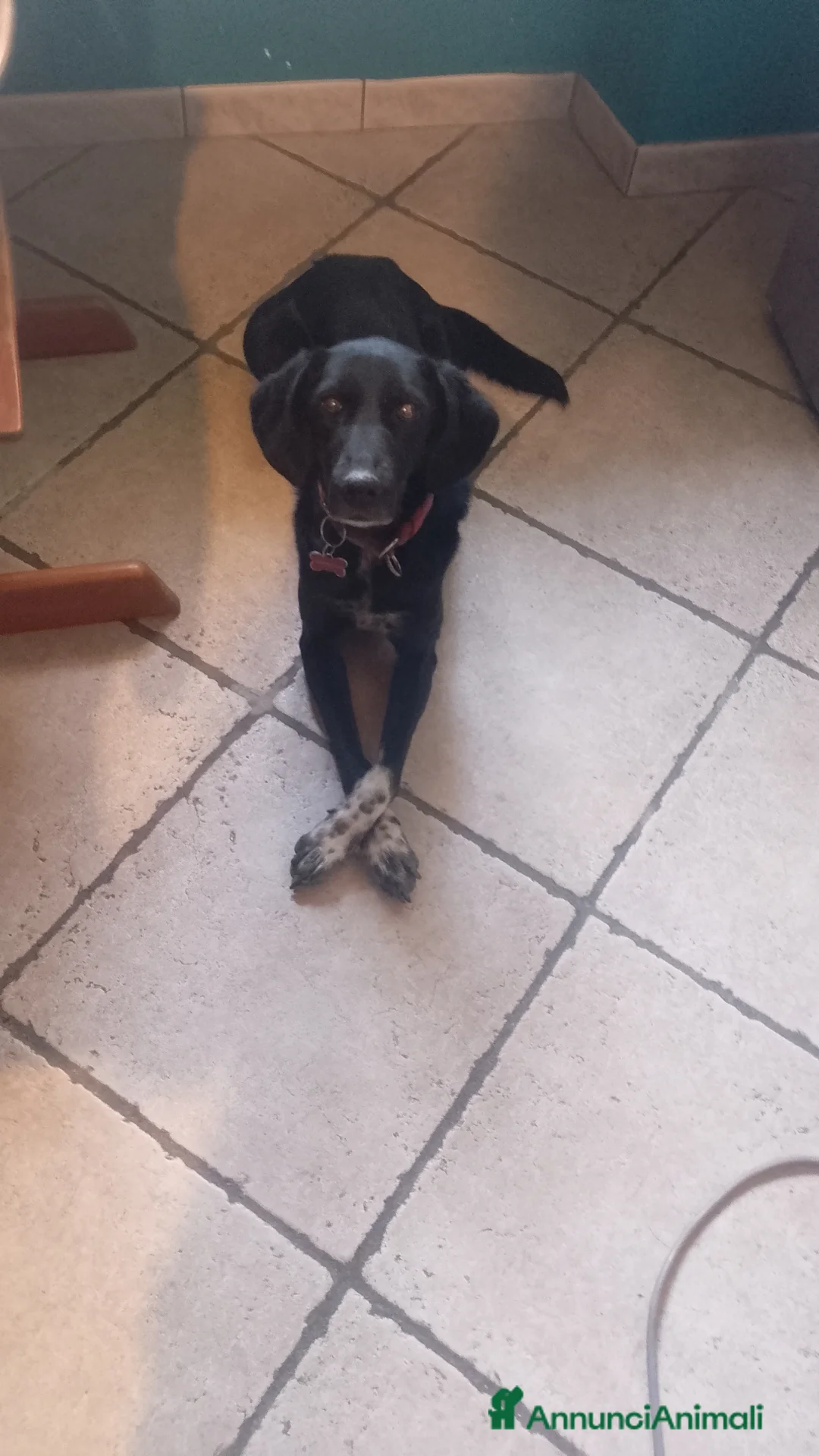 Meticcio cani in regalo: Ombra 8 anni cerca casa - Annuncio 1