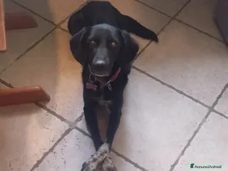 Meticcio cani Ombra 8 anni cerca casa - Annuncio 42