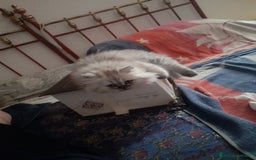 Persiano gatti in vendita: Gattino persiano  a Provincia di Lecce - Immagine 2