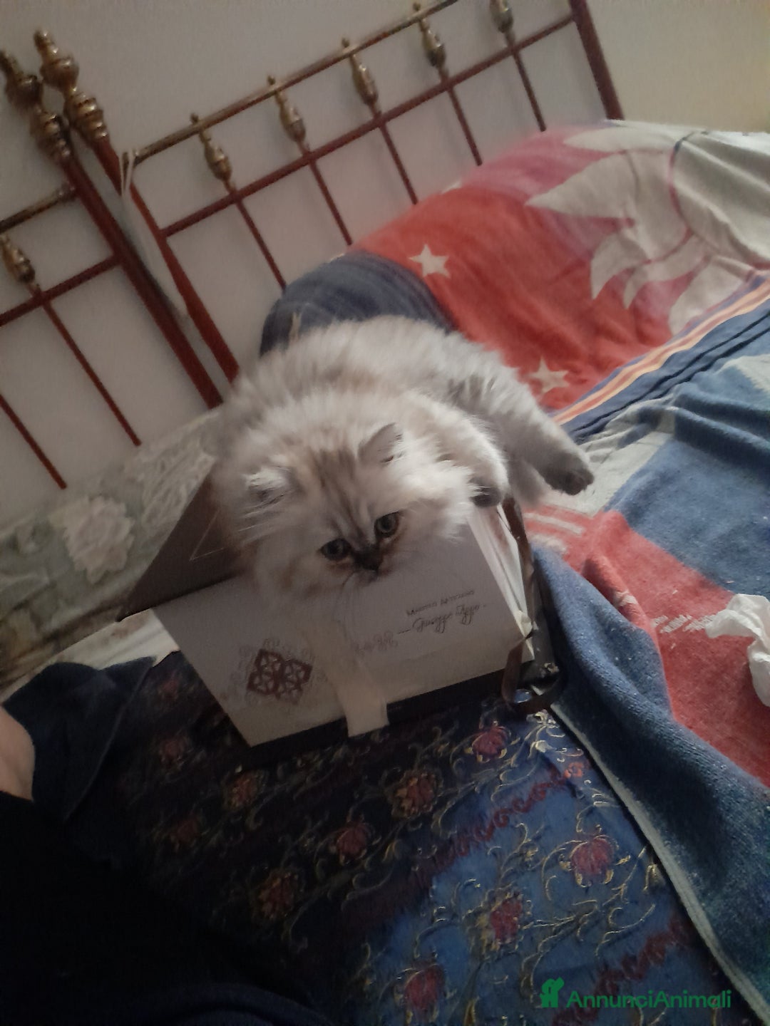 Persiano gatti in vendita: Gattino persiano  a Provincia di Lecce - Immagine 2